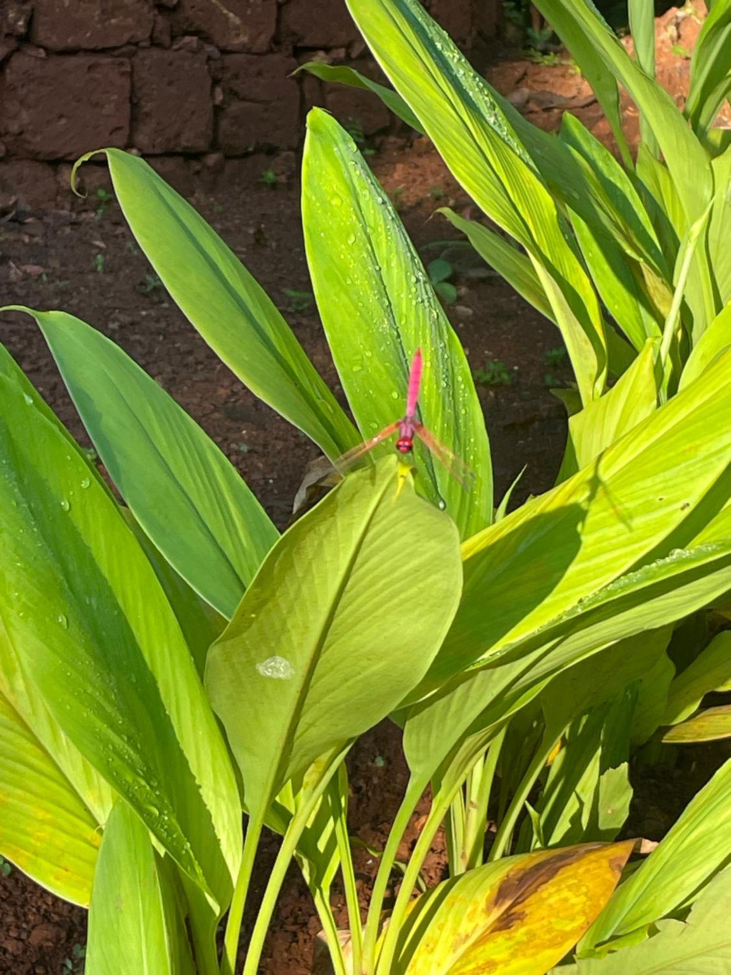Mtdc Vishwas Homestay, Kotawde, Homestay Ratnagiri